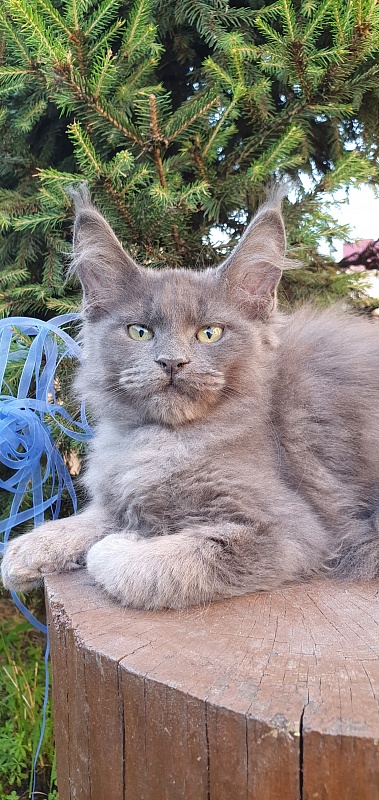 Caspar Akbars - Kitten maine-coon 2 months 2.5 weeks