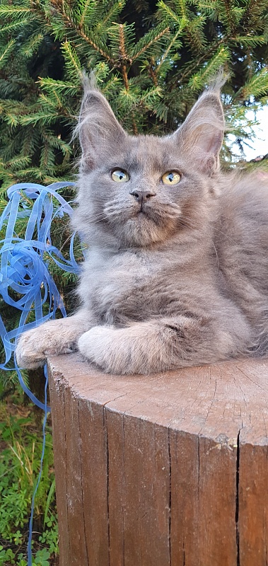Caspar Akbars - Kitten maine-coon 2 months 2.5 weeks
