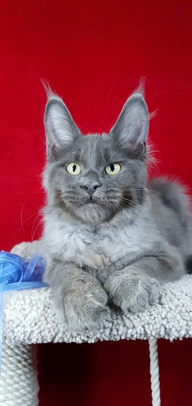 Caspar Akbars - Kitten maine-coon 3 months 2 weeks