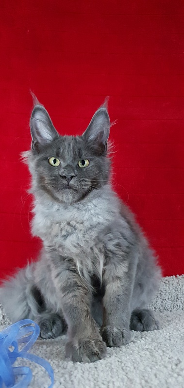 Caspar Akbars - Kitten maine-coon 3 months 2 weeks