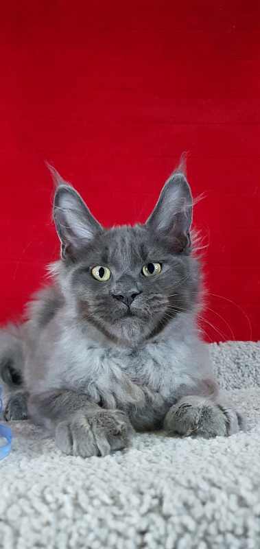 Caspar Akbars - Kitten maine-coon 3 months 2 weeks