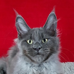 Caspar  Akbars
