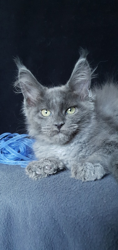 Caspar Akbars - Kitten maine-coon 2 months 1.5 week