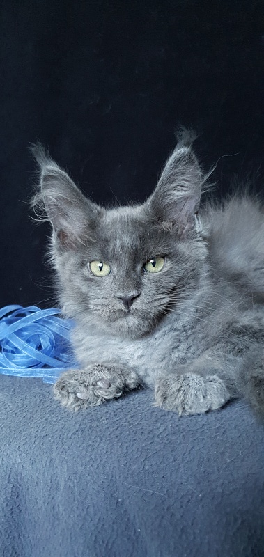 Caspar Akbars - Kitten maine-coon 2 months 1.5 week