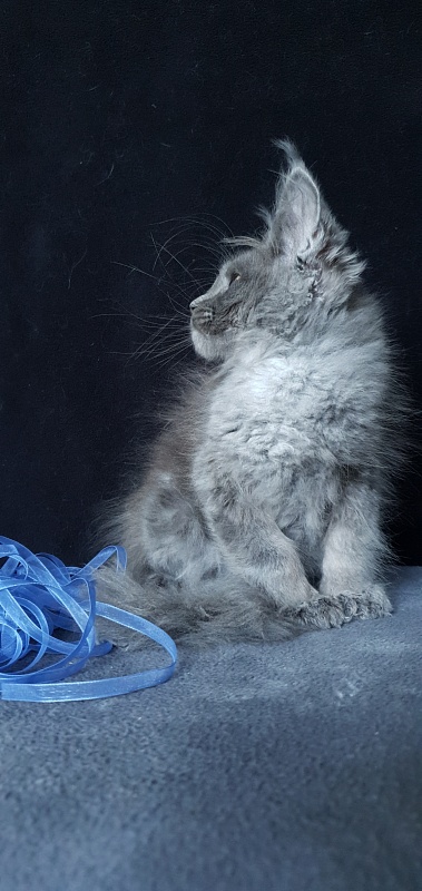 Caspar Akbars - Kitten maine-coon 2 months 1.5 week