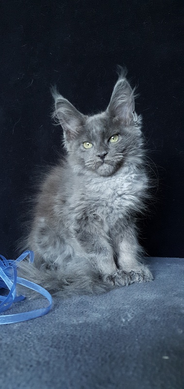 Caspar Akbars - Kitten maine-coon 2 months 1.5 week