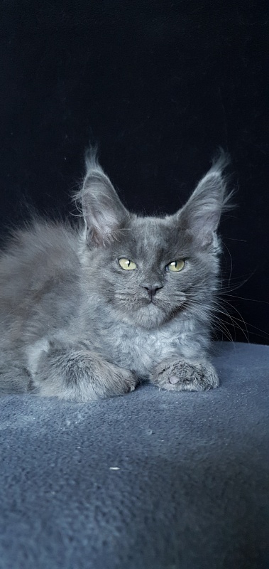 Caspar Akbars - Kitten maine-coon 2 months 1.5 week
