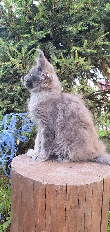 Caspar Akbars - Kitten maine-coon 2 months 2.5 weeks