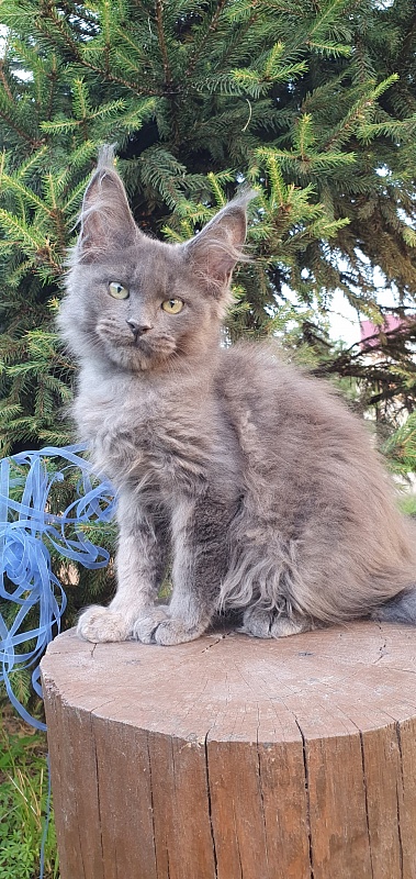 Caspar Akbars - Kitten maine-coon 2 months 2.5 weeks