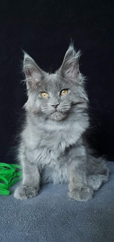 Cat Kendra Akbars - Kitten maine-coon 2 months 1.5 week