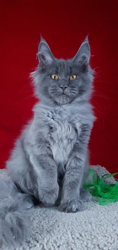 Cat Kendra Akbars - Kitten maine-coon 3 months 2 weeks