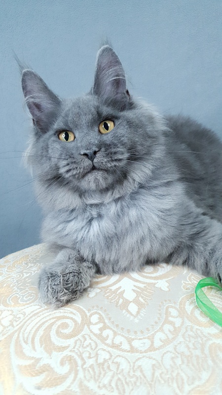 Cat Kendra Akbars - Kitten maine-coon 4 months 2.5 weeks