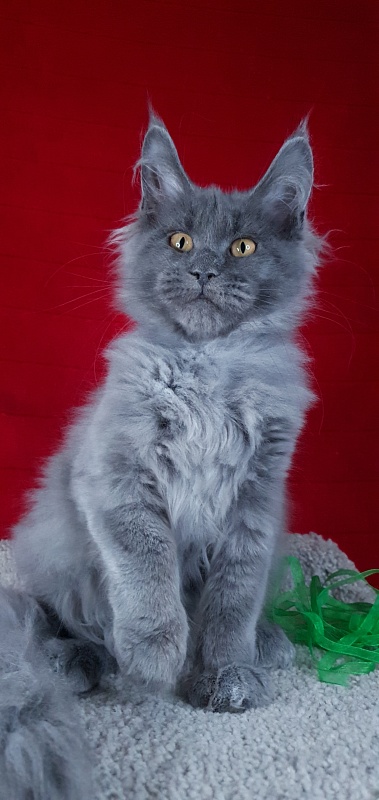 Cat Kendra Akbars - Kitten maine-coon 3 months 2 weeks