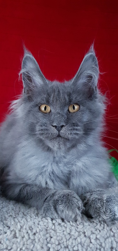 Cat Kendra Akbars - Kitten maine-coon 3 months 2 weeks