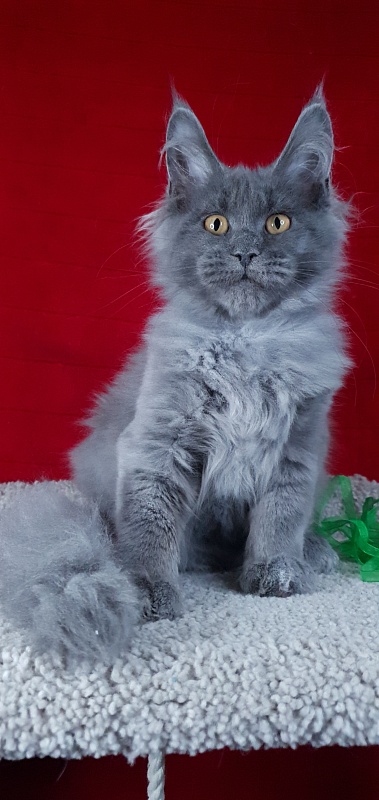 Cat Kendra Akbars - Kitten maine-coon 3 months 2 weeks