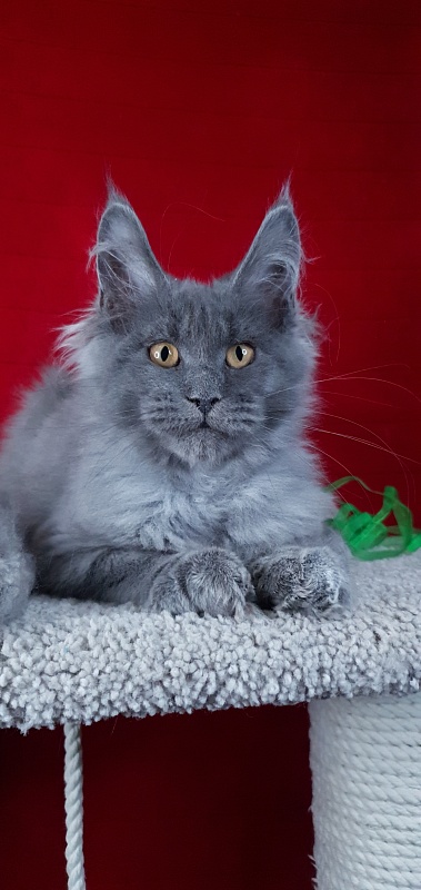 Cat Kendra Akbars - Kitten maine-coon 3 months 2 weeks