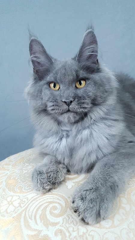 Cat Kendra Akbars - Kitten maine-coon 4 months 2.5 weeks