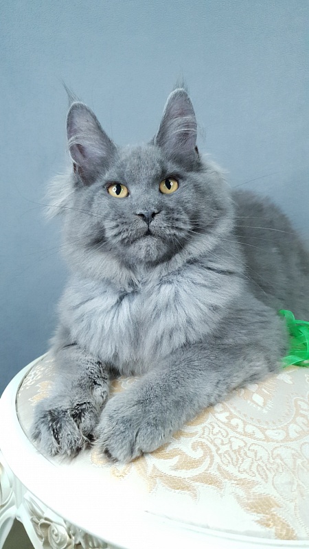 Cat Kendra Akbars - Kitten maine-coon 4 months 2.5 weeks