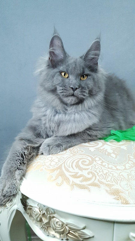 Cat Kendra Akbars - Kitten maine-coon 4 months 2.5 weeks