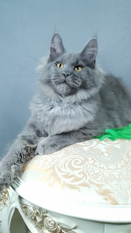 Cat Kendra Akbars - Kitten maine-coon 4 months 2.5 weeks