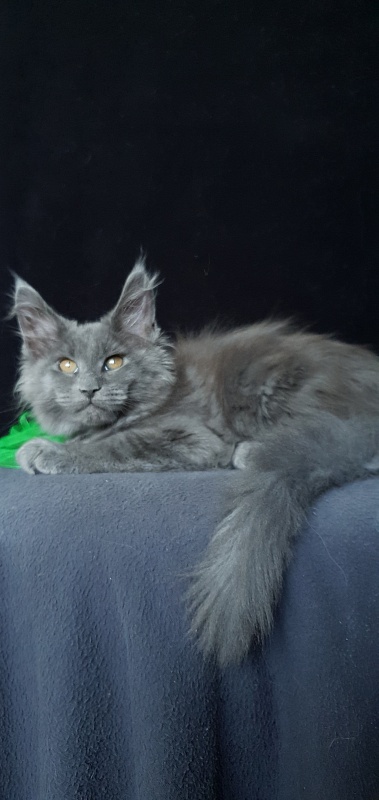 Cat Kendra Akbars - Kitten maine-coon 2 months 1.5 week