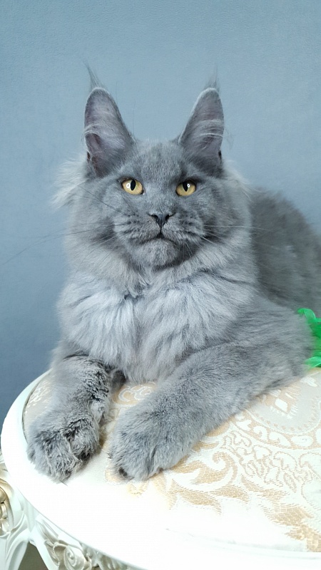 Cat Kendra Akbars - Kitten maine-coon 4 months 2.5 weeks