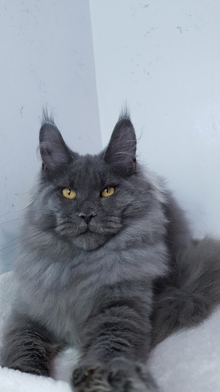 Cat Kendra Akbars - Kitten maine-coon 5 months