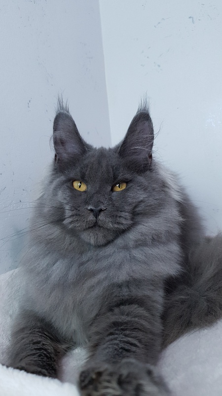 Cat Kendra Akbars - Kitten maine-coon 5 months