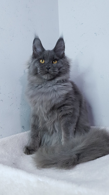 Cat Kendra Akbars - Kitten maine-coon 5 months