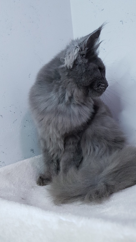 Cat Kendra Akbars - Kitten maine-coon 5 months