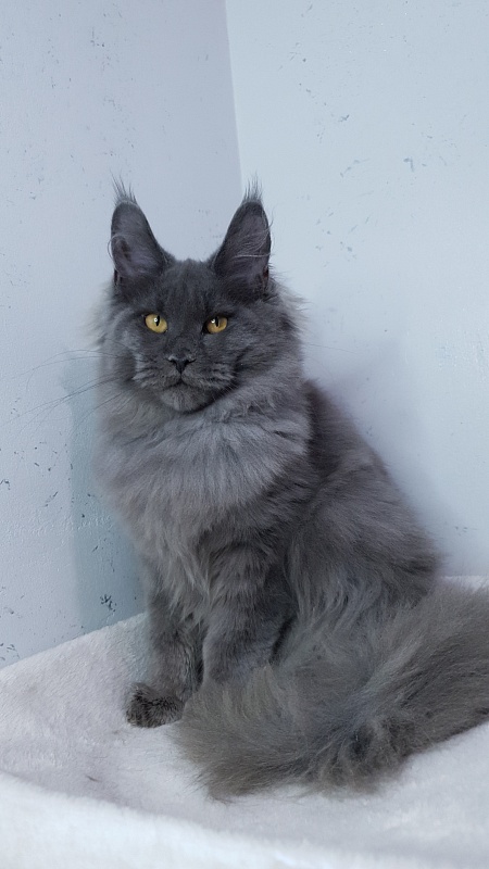 Cat Kendra Akbars - Kitten maine-coon 5 months