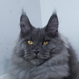 Cat Kendra  Akbars