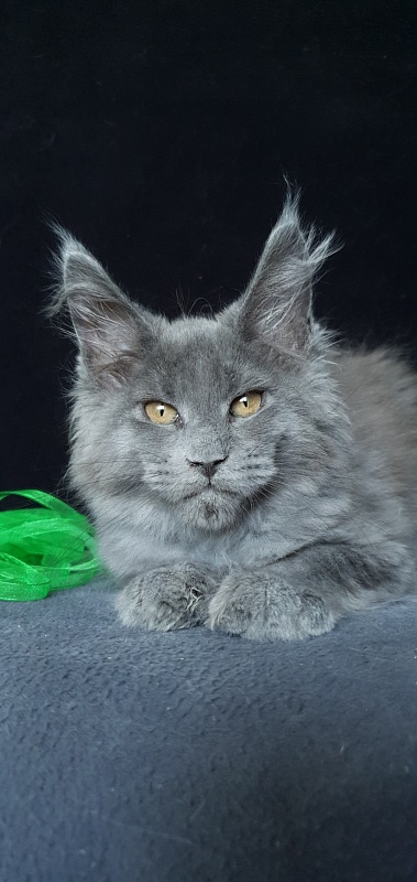 Cat Kendra Akbars - Kitten maine-coon 2 months 1.5 week