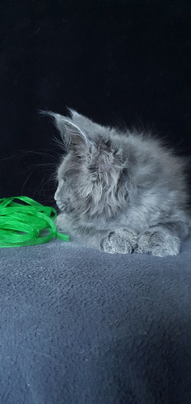 Cat Kendra Akbars - Kitten maine-coon 2 months 1.5 week