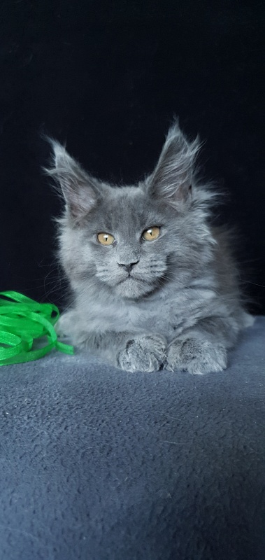 Cat Kendra Akbars - Kitten maine-coon 2 months 1.5 week