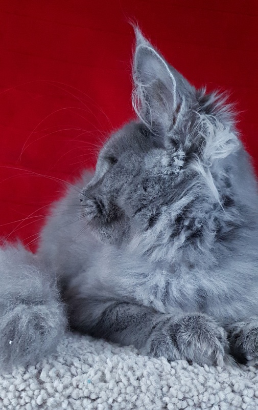 Cat Kendra Akbars - Kitten maine-coon 3 months 2 weeks