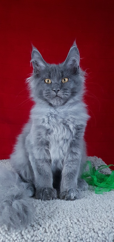 Cat Kendra Akbars - Kitten maine-coon 3 months 2 weeks