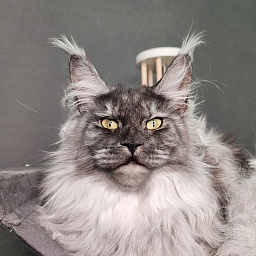 Cat Ketana Akbars