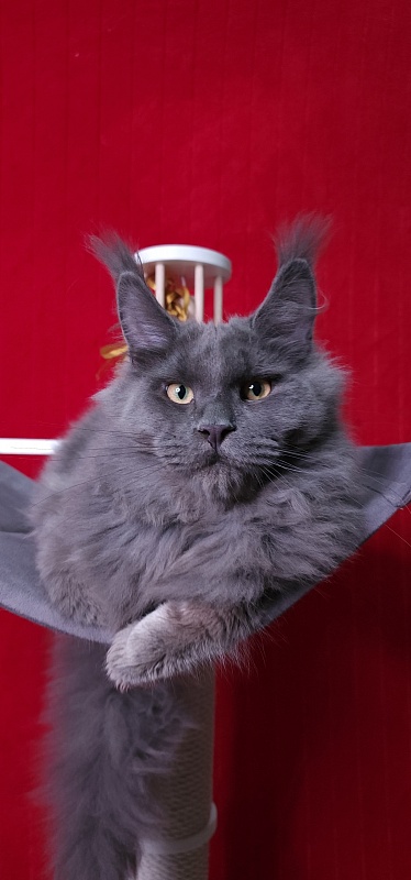 Diablo Akbars - Kitten maine-coon 6 months