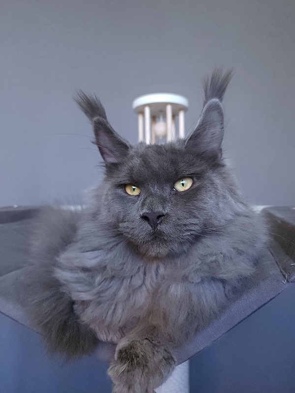 Diablo Akbars - Kitten maine-coon 6.5 months