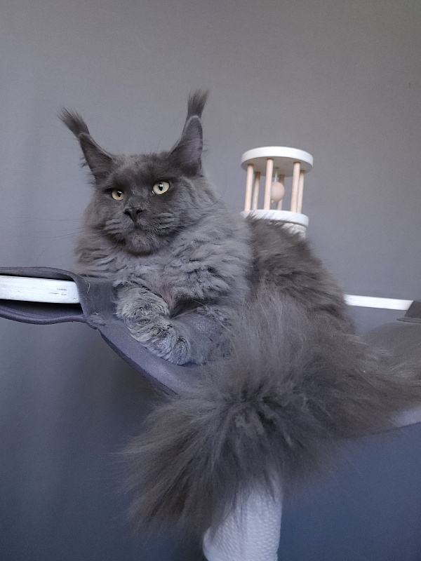 Diablo Akbars - Kitten maine-coon 6.5 months