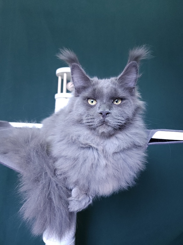 Diablo Akbars - Kitten maine-coon 6 months 3 weeks