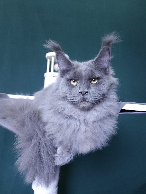 Diablo Akbars - Kitten maine-coon 6 months 3 weeks