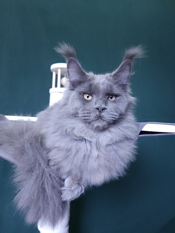 Diablo Akbars - Kitten maine-coon 6 months 3 weeks