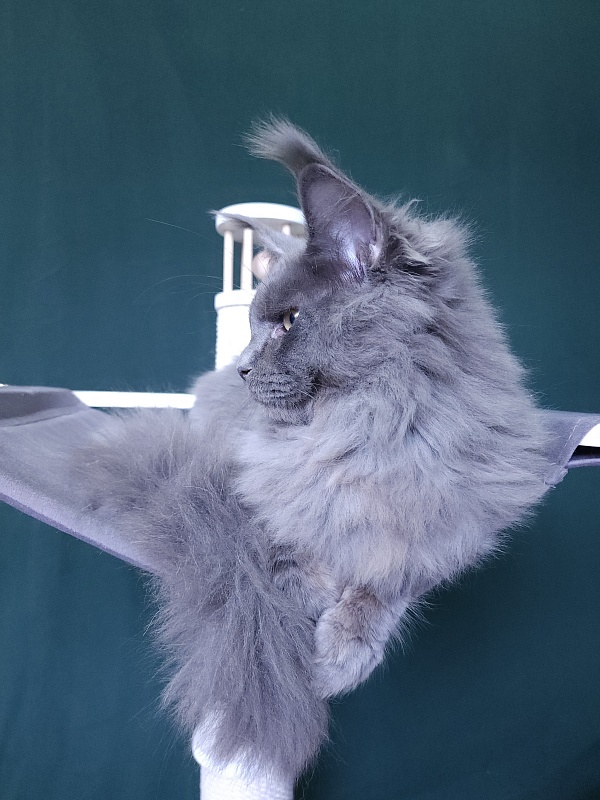 Diablo Akbars - Kitten maine-coon 6 months 3 weeks