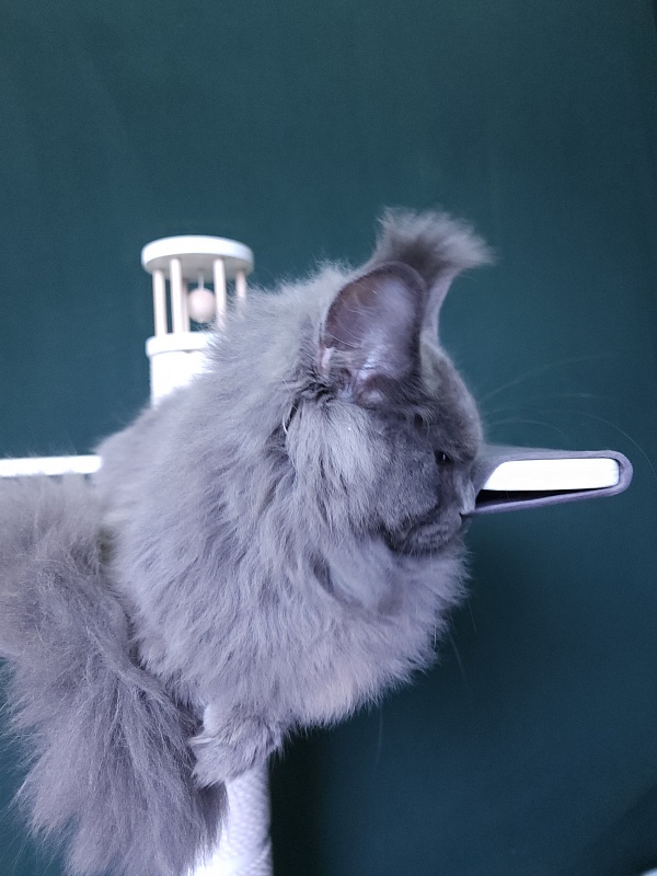 Diablo Akbars - Kitten maine-coon 6 months 3 weeks