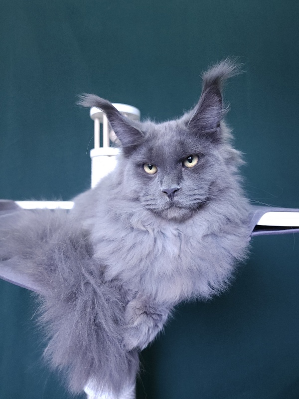 Diablo Akbars - Kitten maine-coon 6 months 3 weeks