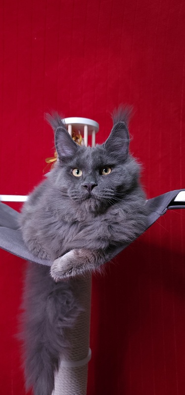Diablo Akbars - Kitten maine-coon 6 months