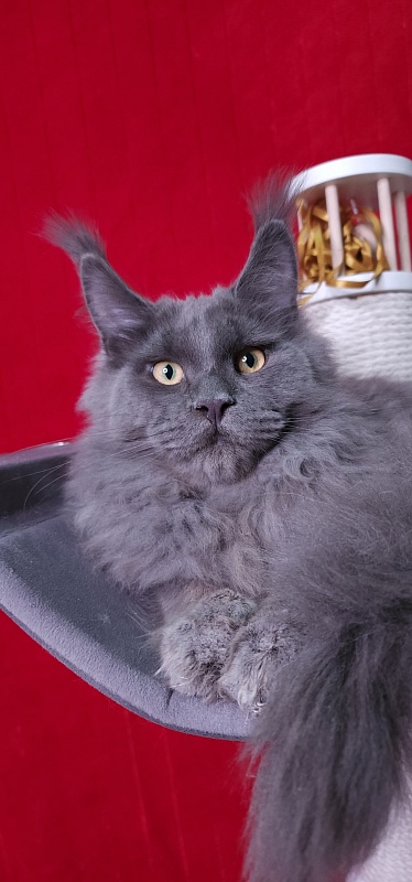 Diablo Akbars - Kitten maine-coon 6 months