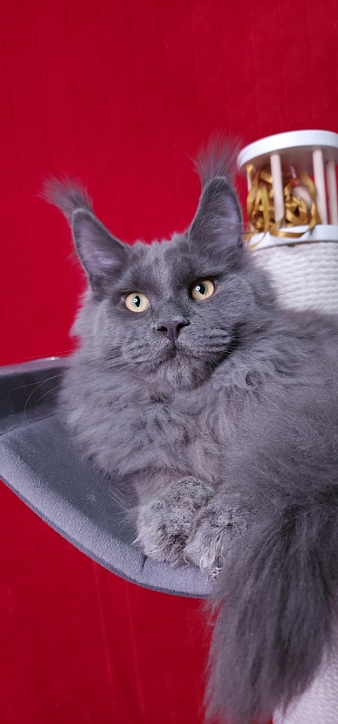 Diablo Akbars - Kitten maine-coon 6 months